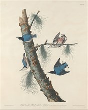 White-breasted Black-capped Nuthatch, 1832.