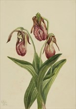 Moccasin Flower (Cypripedium acaule), 1904.