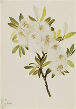 Drummond Willow (Salix drummondiana), 1921.