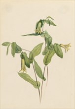 Wood Merrybells (Uvularia perfoliata), n.d.