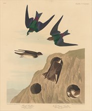 Bank Swallow and Violet-green Swallow, 1837.
