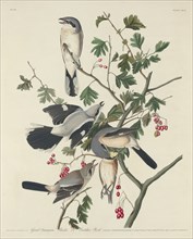 Great American Shrike or Butcher Bird, 1834.