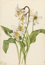 Avalanche Lily (Erythronium montanum), 1925.