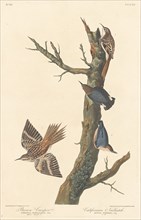 Brown Creeper and Californian Nuthatch, 1838.