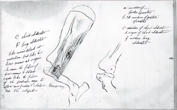 (Untitled) (Anatomical Study Of Bones), 1878.