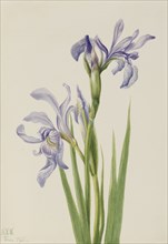 Western Blue Flag (Iris missouriensis), 1933.