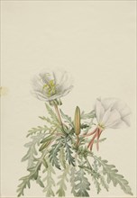 White Dawnrose (Pachyloplus marginatus), n.d.