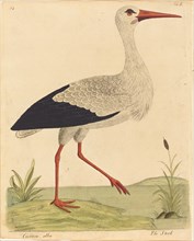 The Stork (Ciconia Alba), published 1731/1738.