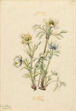 Plume Anemone (Pulsatilla occidentalis), 1917.