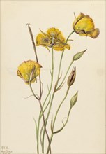 San Diego Mariposa (Calochortus weedii), 1925.