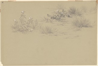 Flowering Bush and Desert Plants, 19th century.