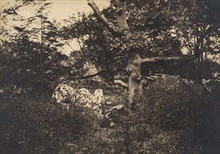 Chêne dans les rochers à Fontainebleau, 1849-52.