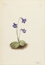 Northern Butterwort (Pinguicula vulgaris), 1903.