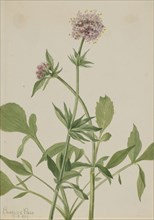 Heliotrope Valerian (Valeriana sitchensis), 1917.