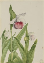 Showy Lady's Slipper (Cypripedium reginae), 1924.