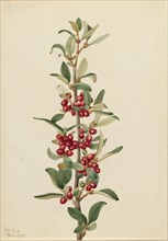 Canada Buffaloberry (Lepargyrea canadensis), 1916.