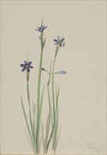 Blue-eyed-grass (Sisyrinchium angustifolium), 1920.