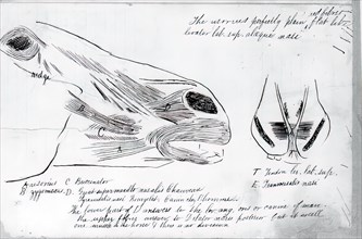 (Untitled) (Anatomical Study Of Horse's Head), 1878.