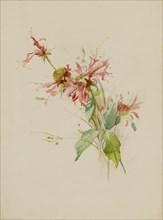 Bergamot (or Bee Baum), late 19th-early 20th century.
