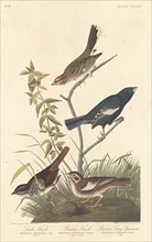 Lark Finch, Prairie Finch and Brown Song Sparrow, 1837.