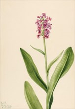 Small Purple Fringe Orchid (Habenaria psychodes), 1932.