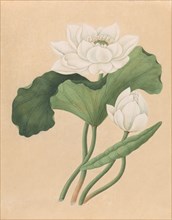 East Indian Lotus (Nelumbo nucifera), late 19th century.