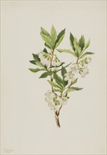 Rocky Mountain Rhododendron (Rhododendron albiflorum), 1901.