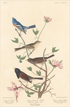 Lazuli Finch, Clay-colored Finch and Oregon Snow Finch, 1837.