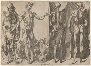 Squelettes et Écorchés, c. 1540-1545. [Skeletons and Écorchés].