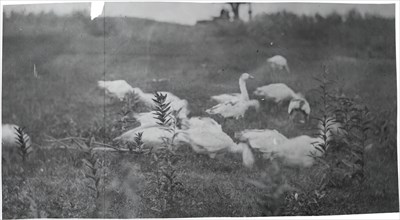Geese at the Site of "Mending the Net," Gloucester, N.J., 1881.