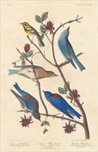 Townsend's Warbler, Arctic Blue Bird and Western Blue Bird, 1837.