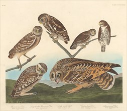 Burrowing Owl, Large-Headed Burrowing Owl andLittle Night Owl, 1838.