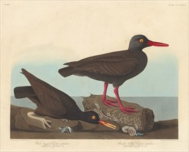 White-Legged Oyster-Catcher and Slender-Billed Oyster-Catcher, 1838.