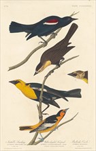 Nuttall's Starling, Yellow-headed Troopial and Bullock's Oriole, 1837.