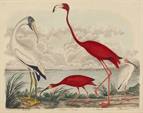 Wood Ibis, Scarlet Ibis, Flamingo, and White Ibis, published 1808-1814.