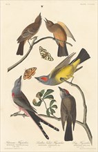 Arkansaw Flycatcher, Swallow-tailed Flycatcher and Says Flycatcher, 1837.