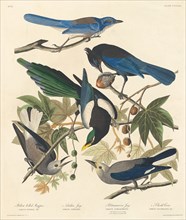 Yellow-billed Magpie, Stellers Jay, Ultramarine Jay and Clark's Crow, 1837.