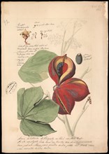 Theobroma bicolor, 1785. Found in the collection of Instituto Cultural Itaú.
