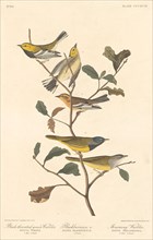 Black-throated Green Warbler, Blackburnian Warbler and Mourning Warbler, 1837.