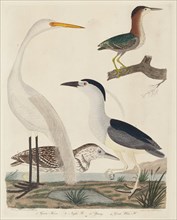 Green Heron, Night Heron, Young Heron, and Great White Heron, published 1808-1814.