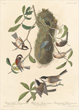 Chestnut-backed Titmouse, Black-capped Titmouse and Chestnut-crowned Titmouse, 1837.