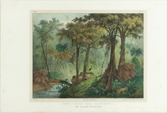 Virgin Forest Near Manqueritipa. From "Malerische Reise in Brasilien", 1835. Creator: Rugendas, Johann Moritz (1802-1858).