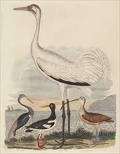 Louisiana Heron, Pied Oyster-catcher, Hooping Crane, and Long-billed Curlew, published 1808-1814. Creator: John G. Warnicke.