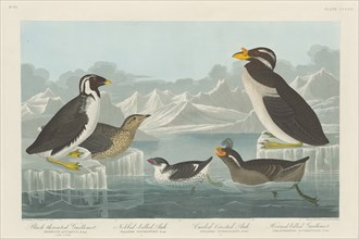 Black-throated Guillemot, Nobbed-billed Auk, Curled-Crested Auk and Horned-billed..., 1838. Creator: Robert Havell.