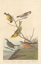 Arkansaw Siskin, Mealy Red-poll, Louisiana Tanager, Townsend's Finch and..., 1837. Creator: Robert Havell.
