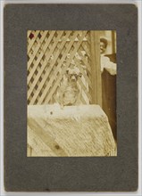 Photographic print of a dog, early 20th century. Creator: Unknown.