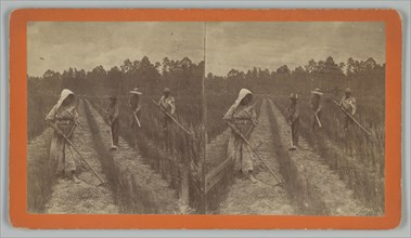 Hoeing Rice, 1876-1888. Creator: O. Pierre Havens.