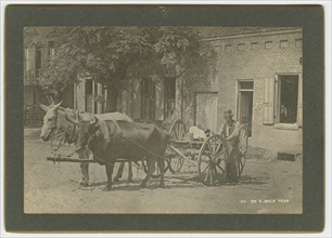 No. 50, Ox & Mule Team, ca. 1895. Creator: A. W. Möller.