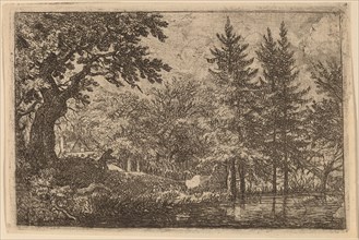 Fir Trees at the Water, probably c. 1645/1656. Creator: Allart van Everdingen.
