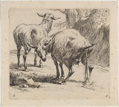 Two Sheep, One Pissing. Creator: Nicolaes Berchem.